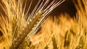 Продам пшеницу мягкую 3 класс
